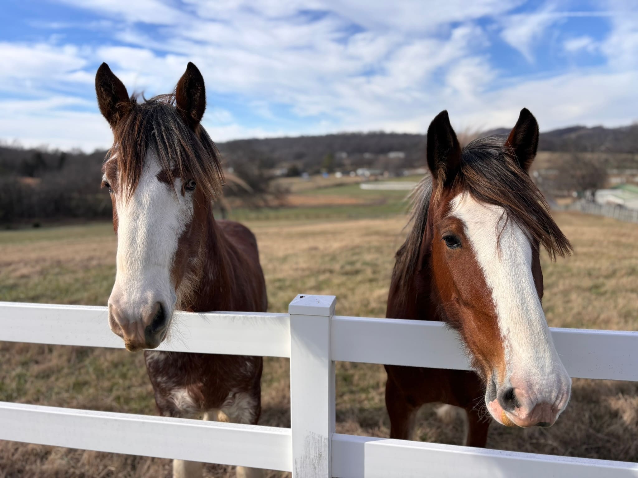 Two heavy horses standing together at a white pasture fence, both looking toward the camera