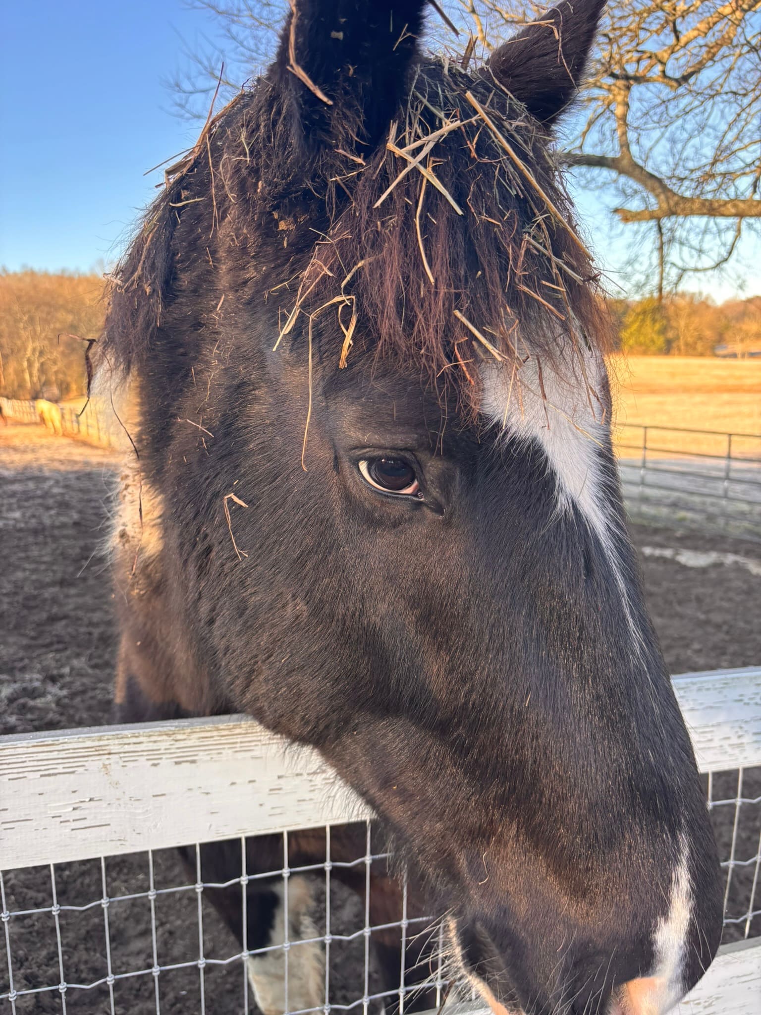 Close-up of a horse's face at the fence at golden hour, hay scattered in the forelock, soulful eye