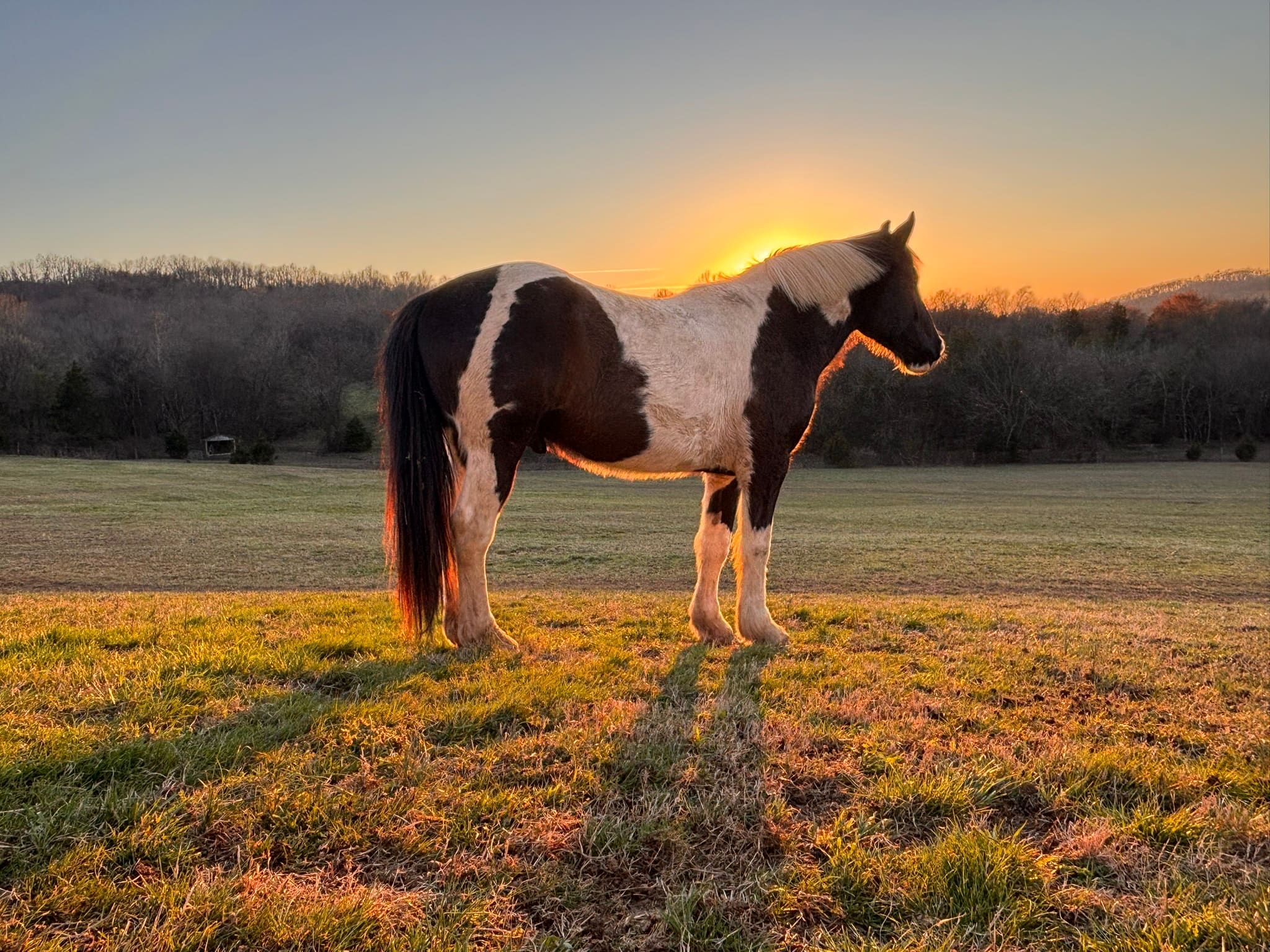A black-and-white paint horse standing in profile against a glowing winter sunrise
