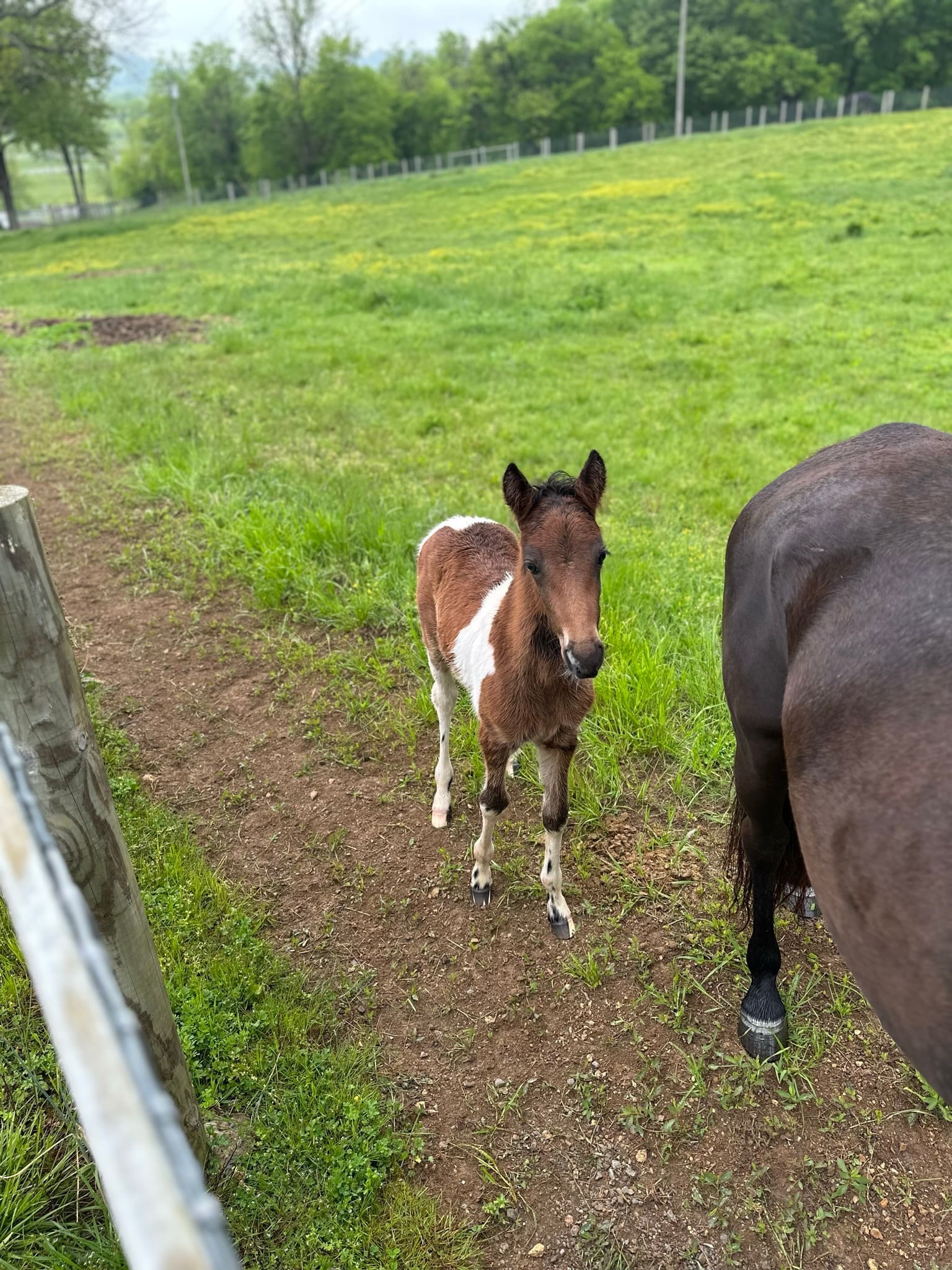 A foal standing next to its mother in the pasture