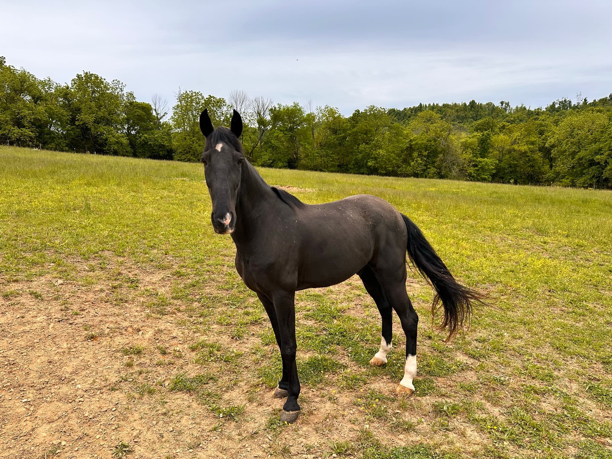 A black mare standing in a green pasture, ears forward, with the wooded ridge behind