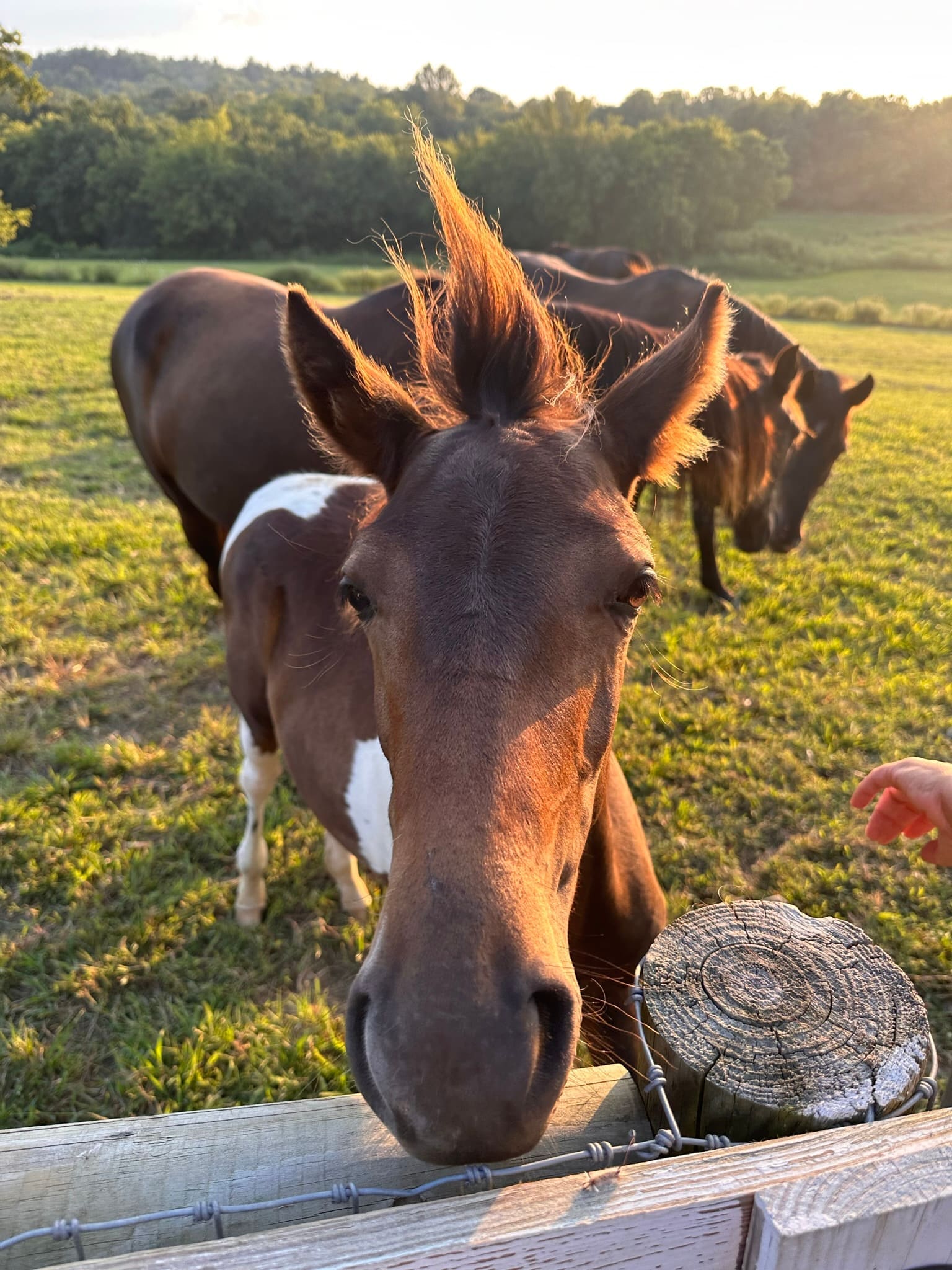 A curious chestnut foal close-up at golden hour with the herd standing behind and an outstretched hand on the right