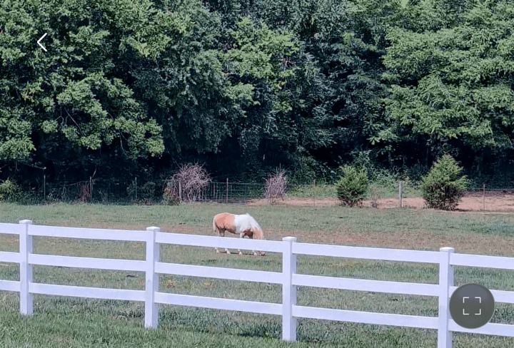 Live barn camera feed shown inside the Forever Forward mobile app